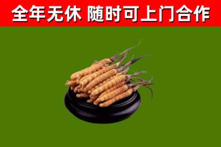 滨州烟酒回收冬虫夏草.jpg